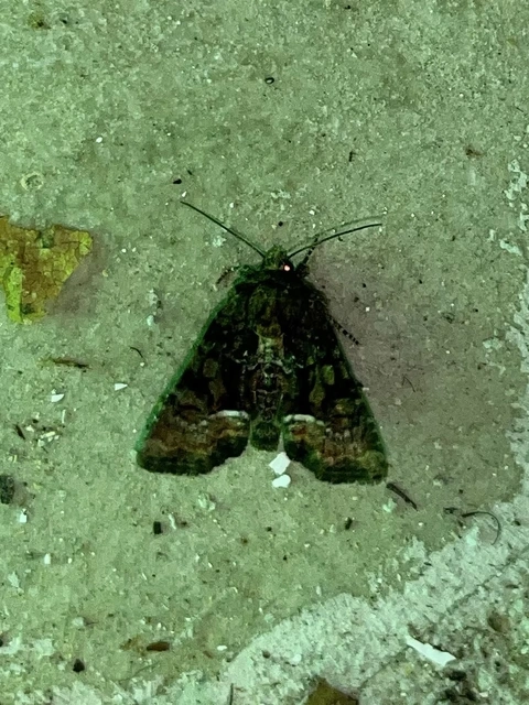 Oligia strigilis/latruncula/versicolor