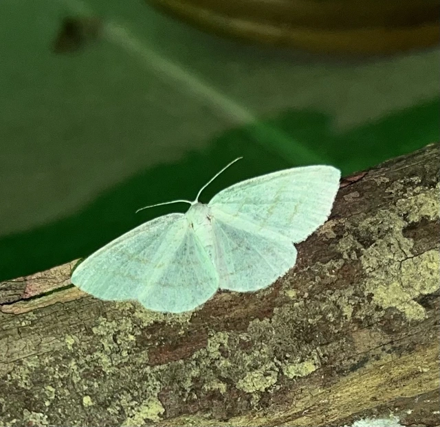 fehér égeraraszoló - Cabera pusaria