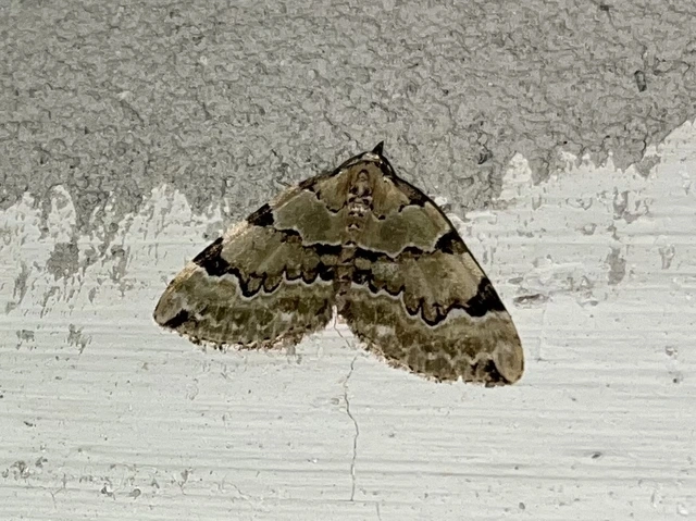 Colostygia pectinataria - zöld levélaraszoló