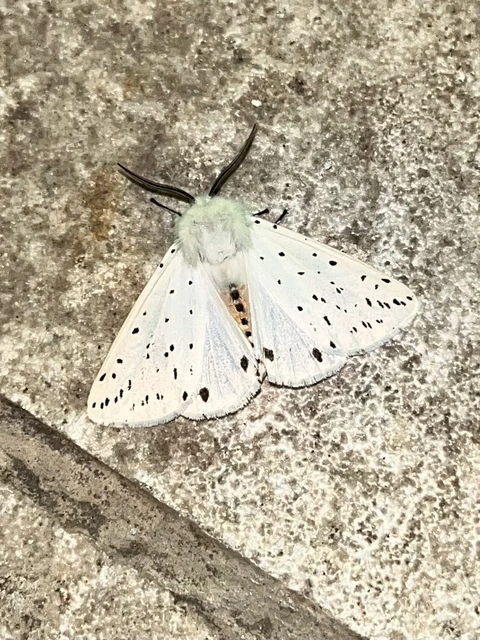 Spilosoma lubricipedum - tejszínű medvelepke