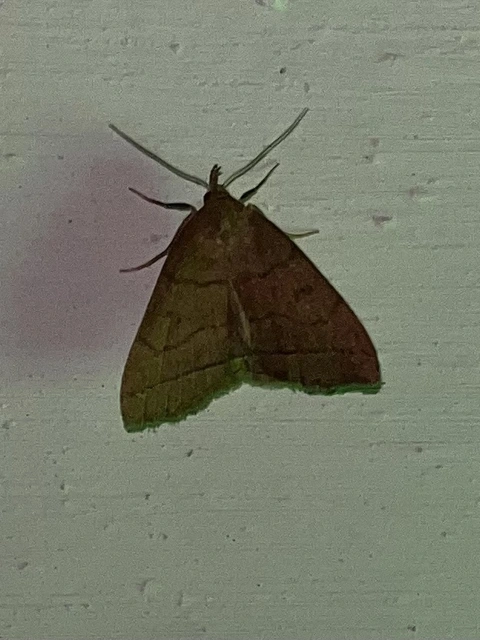 tollaslábú karcsúbagoly - Treitschkendia tarsipennalis