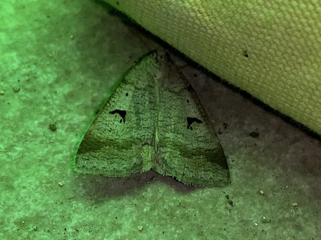 közönséges csüdfűbagoly - Lygephila pastinum