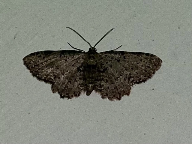 csipkés törpearaszoló - Anticollix sparsata