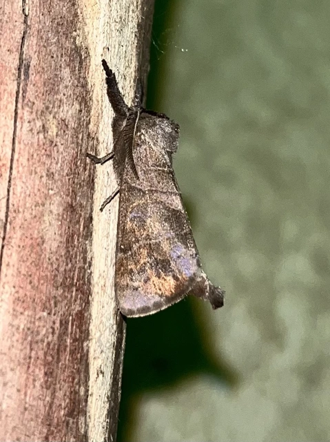 barna levélszövő - Clostera anastomosis