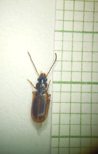 Coleoptera - Bogarak