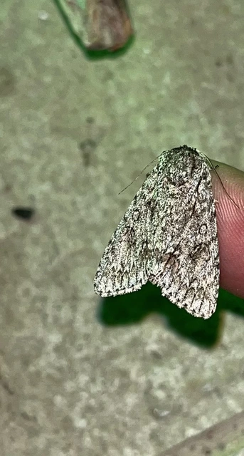 vadgesztenye-szigonyosbagoly - Acronicta aceris