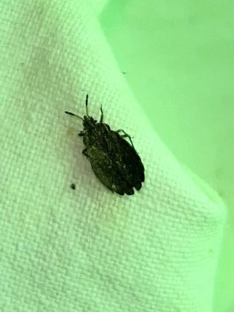 Aradus distinctus