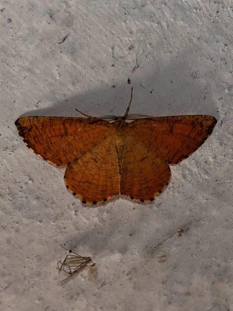 sárga kökényaraszoló - Angerona prunaria