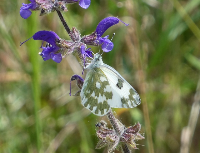 Pontia edusa - rezedalepke