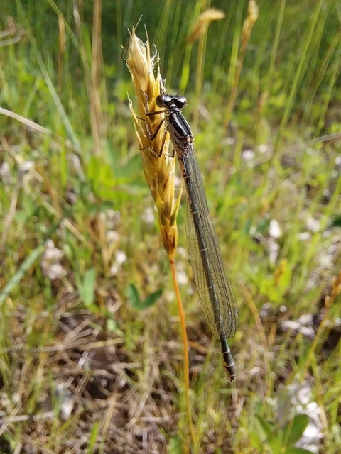 Coenagrion puella - azúrkék légivadász