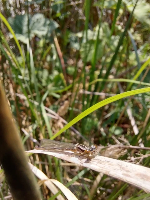 Coenagrion puella - azúrkék légivadász