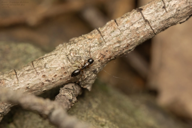 Camponotus fallax - ligeti lóhangya