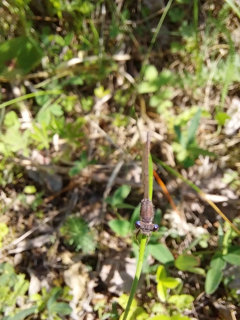 Sympecma fusca - téli rablószitakötő