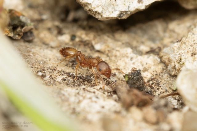 Temnothorax crassispinus - gubacslakó kéreghangya
