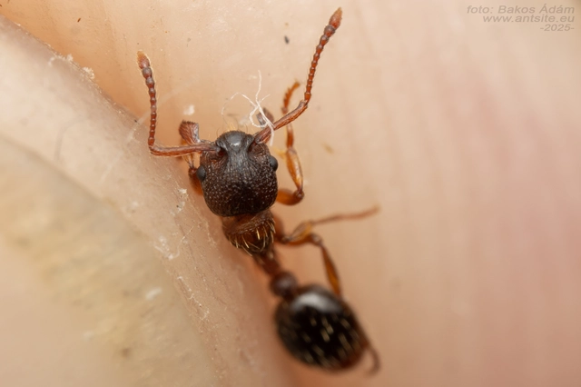 Myrmica curvithorax - sziki bütyköshangya