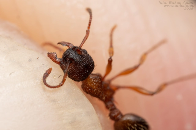 Myrmica schencki - kétszínű bütyköshangya