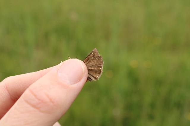Erynnis tages - cigánylepke