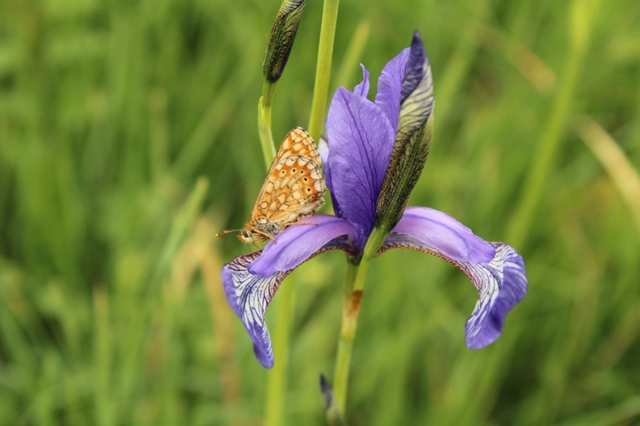 Euphydryas aurinia - lápi tarkalepke