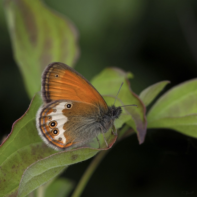 Coenonympha arcania - fehéröves szénalepke