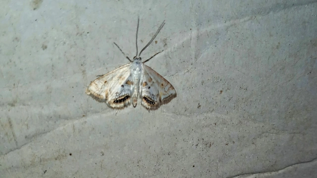 Cataclysta lemnata - békalencsemoly