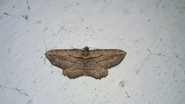 barna iszalagaraszoló - Horisme corticata