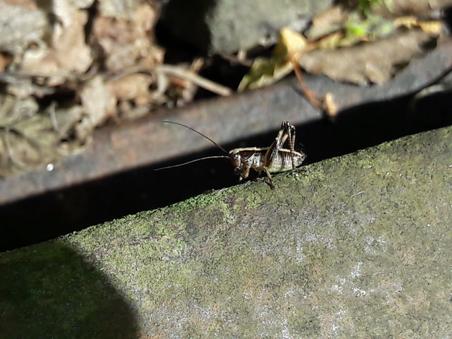Pholidoptera griseoaptera - szürke avarszöcske