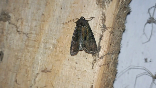 Oligia latruncula - fekete dudvabagoly