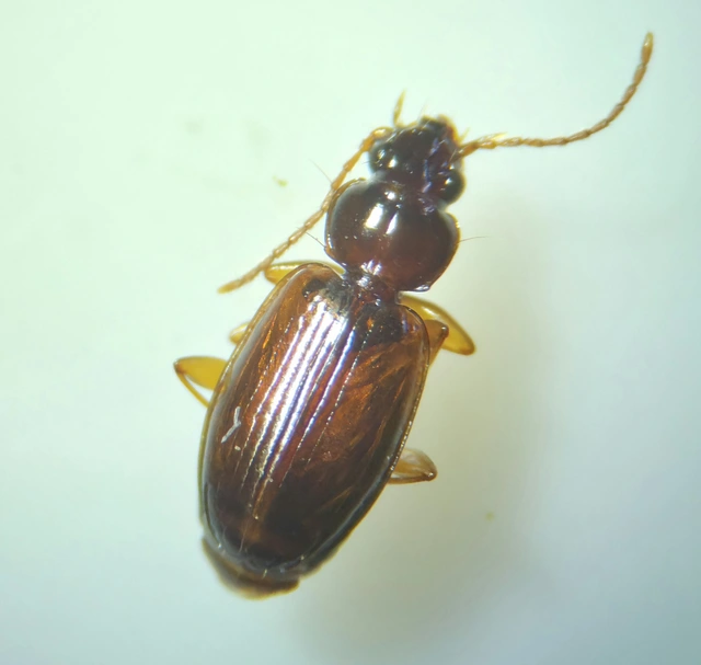 Trechus quadristriatus - közönséges fürgefutonc