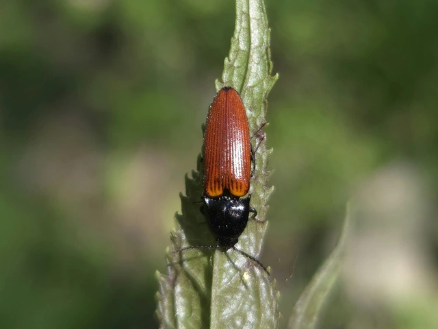 Ampedus