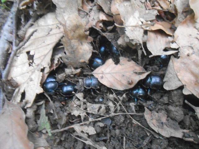 Trypocopris vernalis - tavaszi álganéjtúró