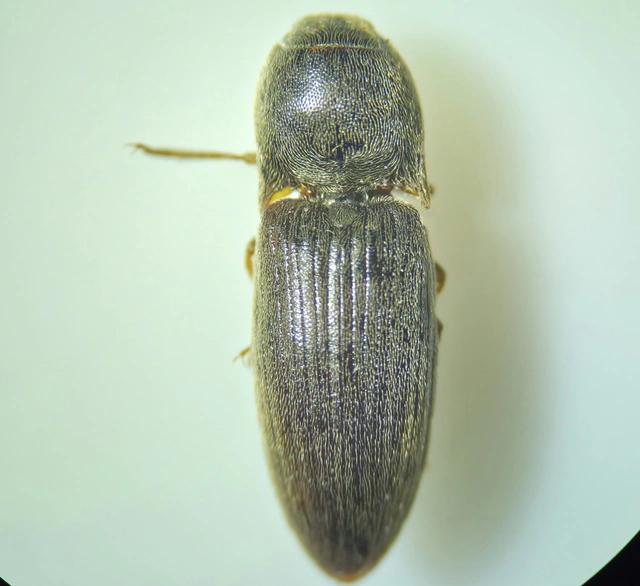 Agriotes