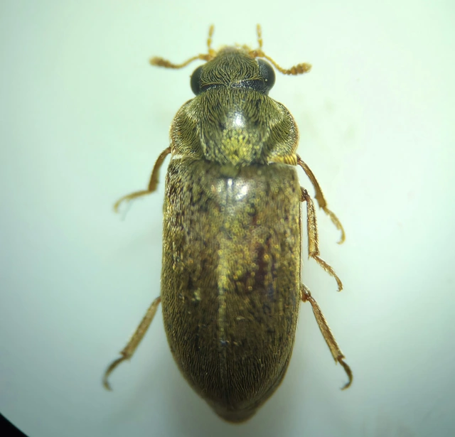 Byturus