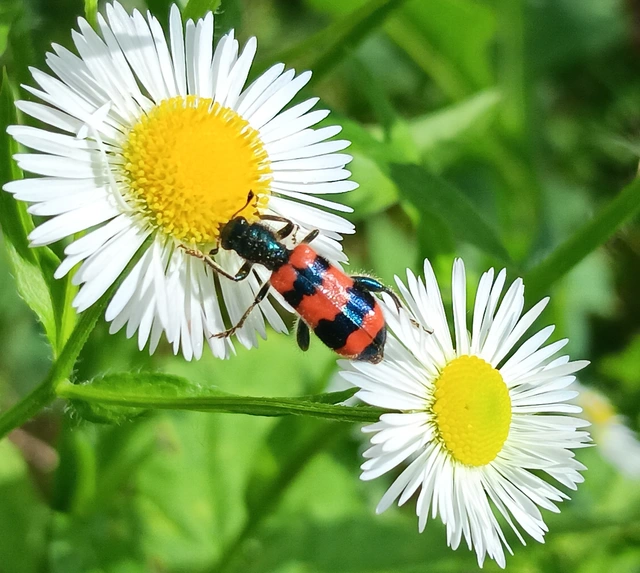 Trichodes apiarius - szalagos méhészbogár