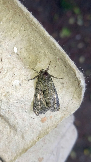 Cryphia fraudatricula - homoki zuzmóbagoly