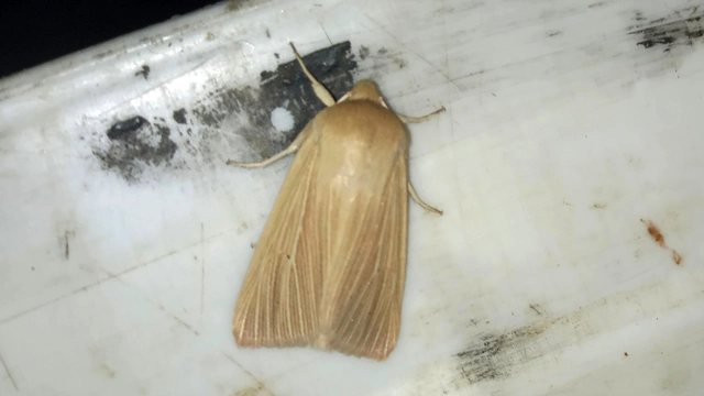 sápadt rétibagoly - Mythimna pallens