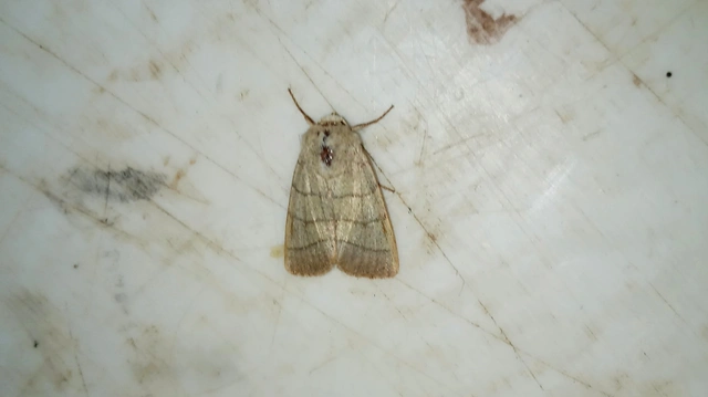 Charanyca trigrammica - háromsávos lombbagoly