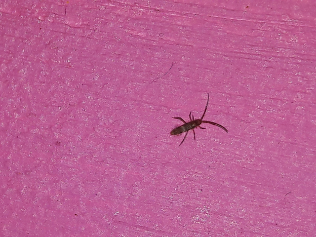 Collembola - Ugróvillások