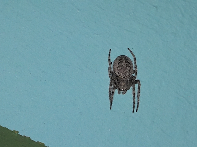 Larinioides