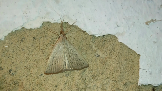 csontszínű karcsúbagoly - Macrochilo cribrumalis