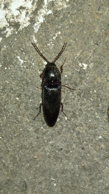 Melanotus
