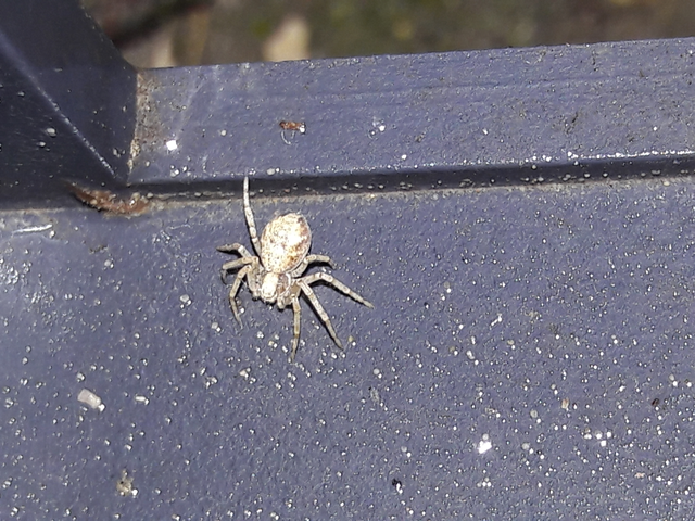 Philodromus