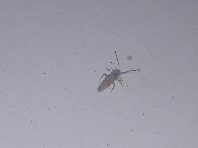 Collembola - Ugróvillások