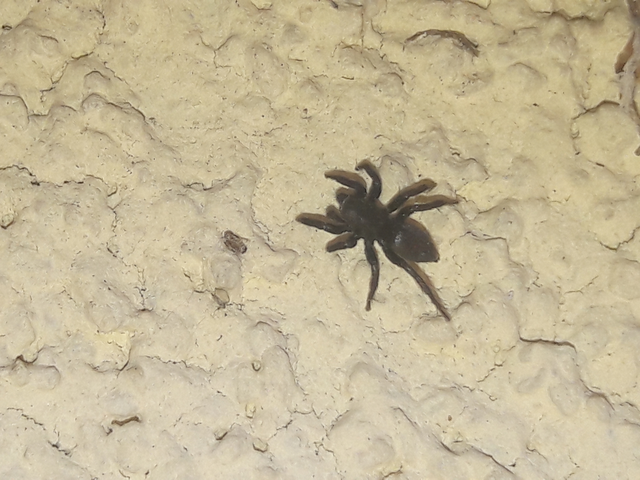 Salticidae - ugrópókok