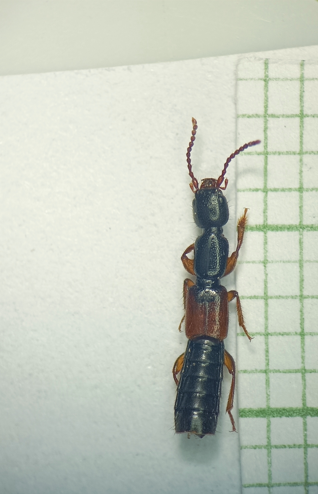Lathrobium laevipenne - hegyi mocsárholyva