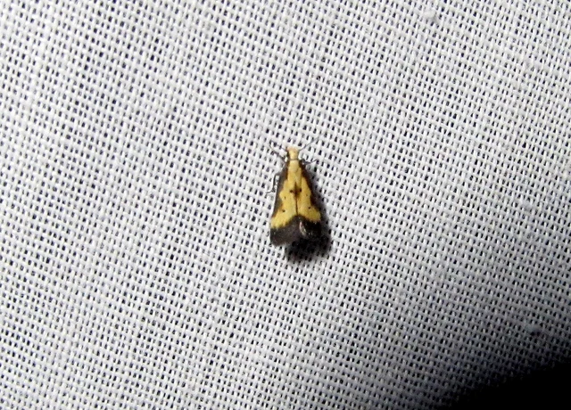Brachmia dimidiella - citromkocsord-lápimoly