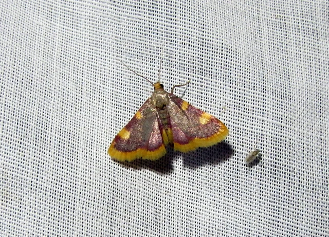 Hypsopygia costalis - szénailonca