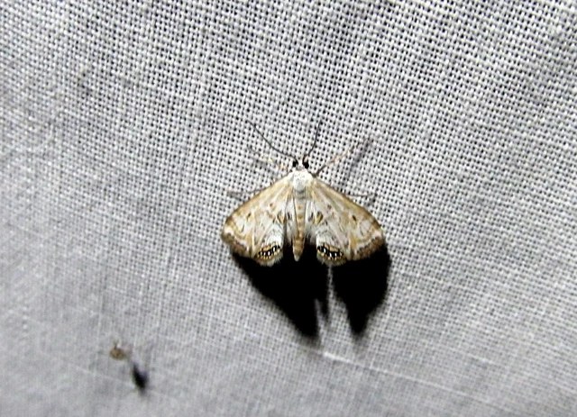 Cataclysta lemnata - békalencsemoly