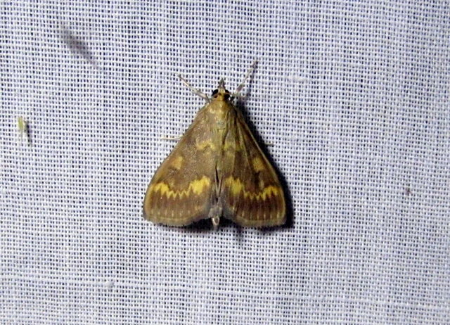 Ostrinia nubilalis - kukoricamoly