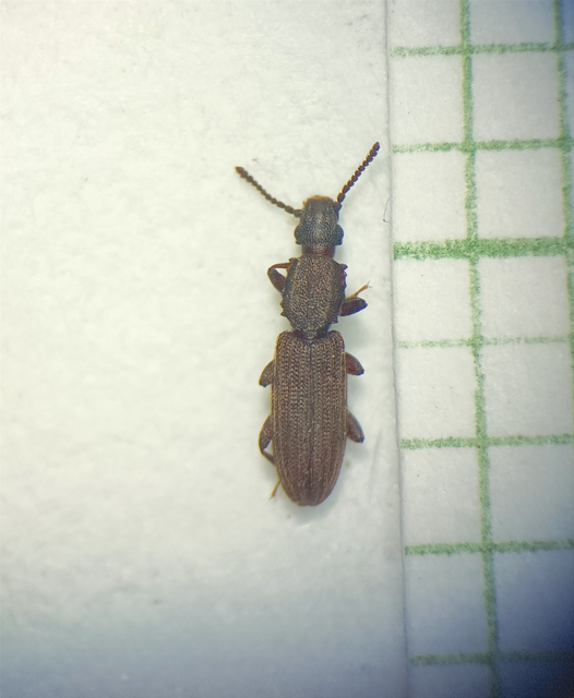 Coleoptera - Bogarak