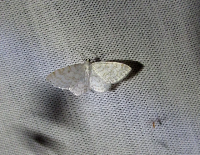 gyertyán-fehéraraszoló - Asthena albulata